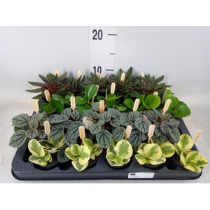 Peperomia   ...mix