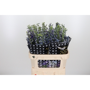 Delphinium El Aur Deep Purple