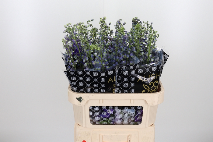 <h4>Delphinium El Aur Deep Purple</h4>