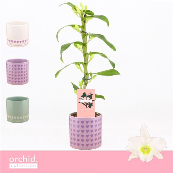 <h4>Dendrobium Nobilé, Apollon 1-spike Compact in Horizon Love 'Orchid Collection'</h4>