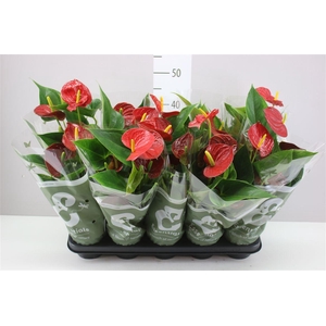 Anth An Success Red 3+