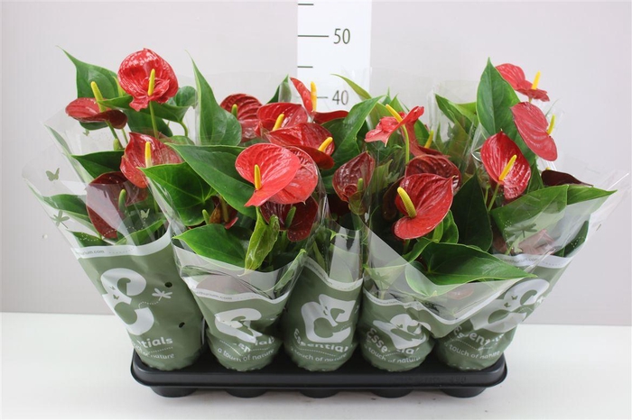 <h4>Anth An Success Red 3+</h4>