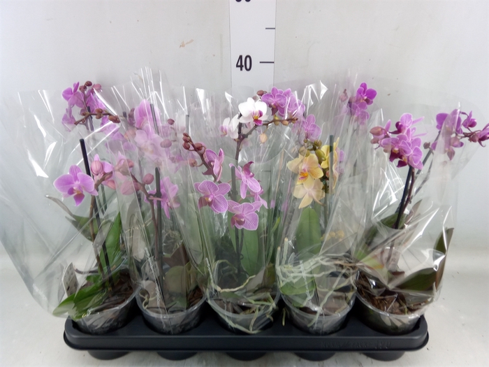 <h4>Phalaenopsis multi.   ...mix  3</h4>