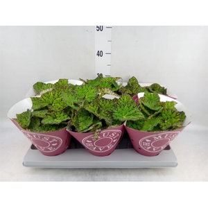 Begonia BD 'Lime Fever'