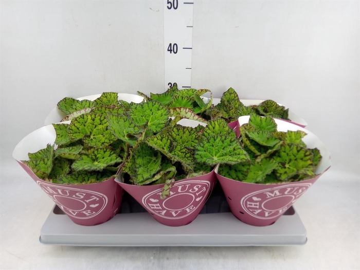 <h4>Begonia BD 'Lime Fever'</h4>