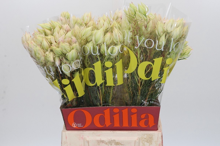 <h4>Blushing Bride 4/6 Flowers</h4>
