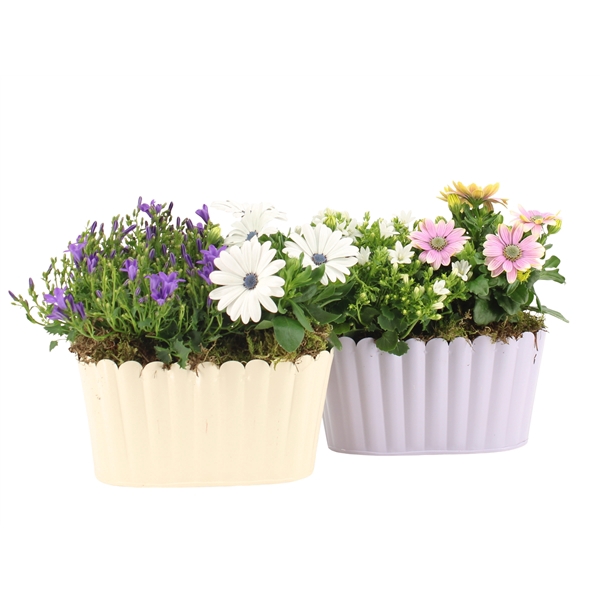 <h4>Clematis Montana Grp 'Superba'</h4>