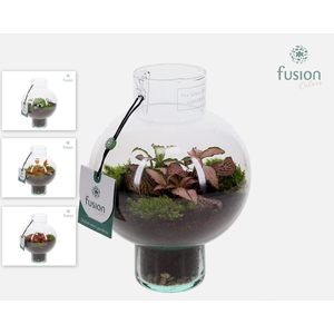 Green BottleLaura XSmall met Fittonia