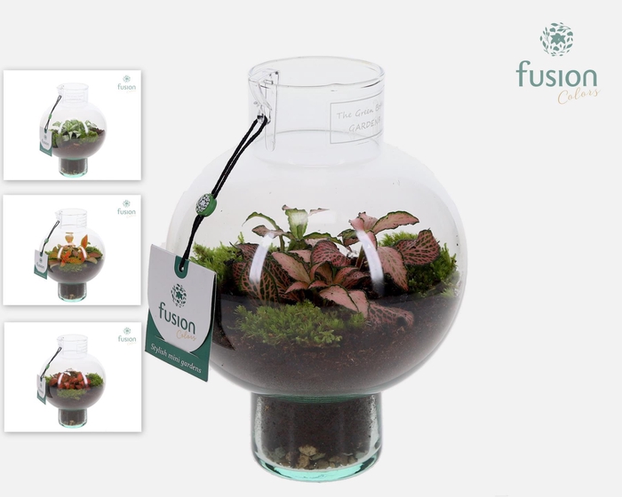 <h4>Green BottleLaura XSmall met Fittonia</h4>