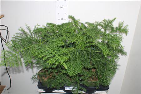 <h4>Arau Heterophyl</h4>