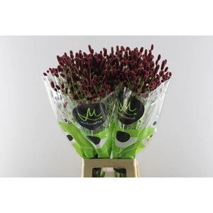 Sanguisorba Red Dream