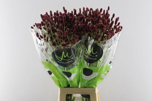 <h4>Sanguisorba Red Dream</h4>