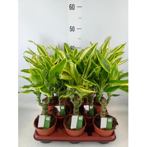 Dracaena frag.   ...mix 3