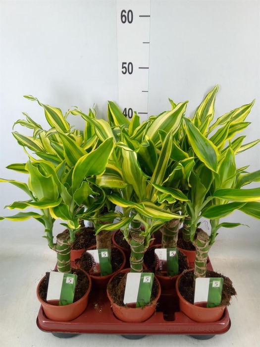 <h4>Dracaena frag.   ...mix 3</h4>
