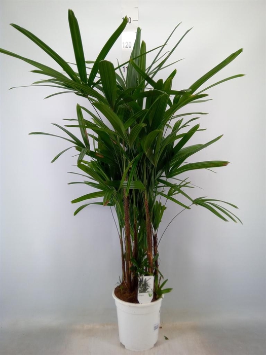 <h4>Rhapis excelsa</h4>