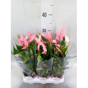 Anthurium andr. 'Lilli'