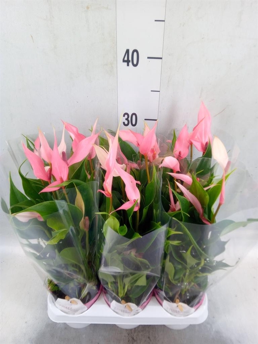<h4>Anthurium andr. 'Lilli'</h4>
