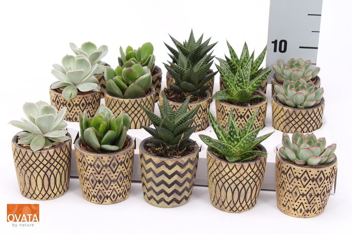 <h4>SUCC GEM 5 SRT</h4>