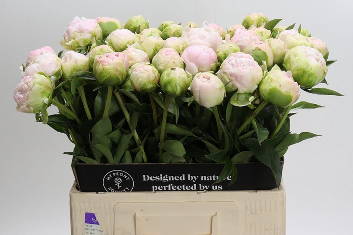 <h4>Paeonia Moon over Barrington</h4>
