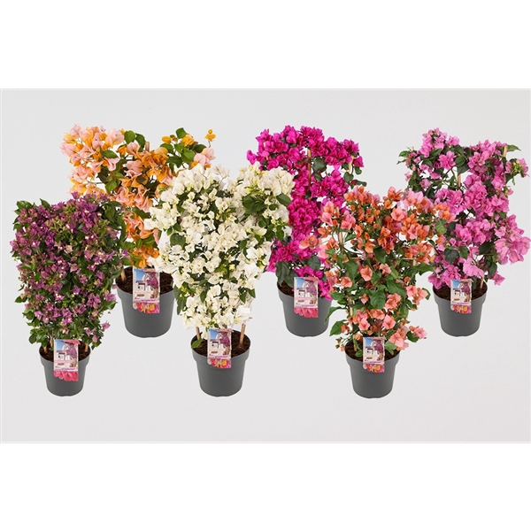<h4>Bougainvillea 'Sanderiana' op rek diverse kleuren 80% paars 20% kleuren per laag</h4>
