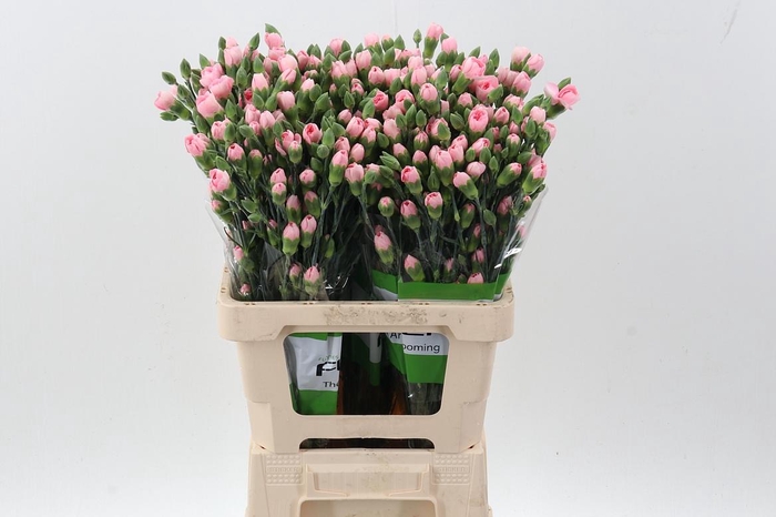 <h4>Di Tr Athena x20</h4>