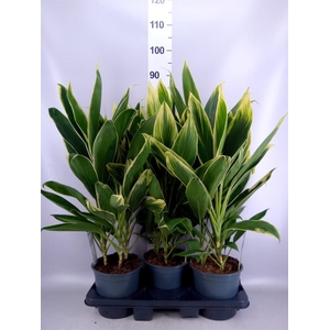 Cordyline fruti. 'Conga'
