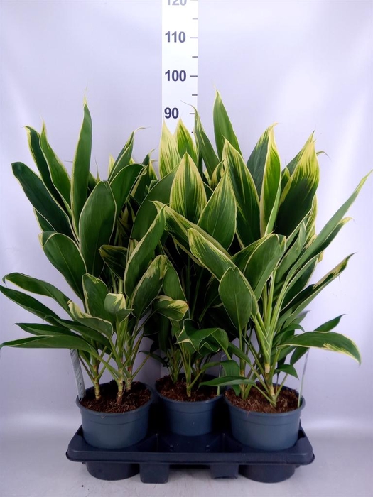 <h4>Cordyline fruti. 'Conga'</h4>