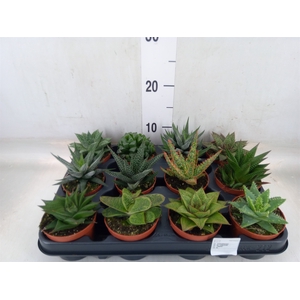 Aloe   ...mix