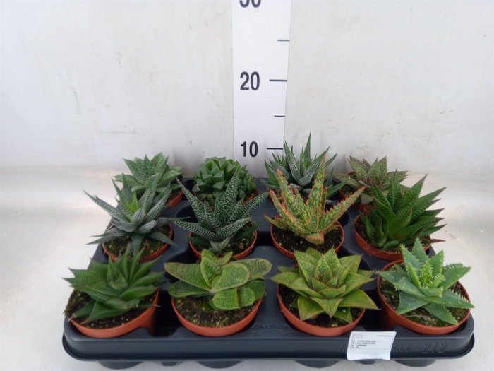<h4>Aloe   ...mix</h4>