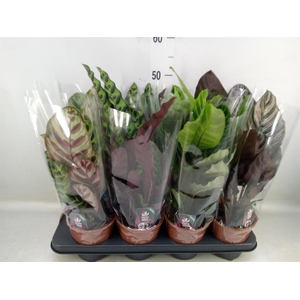 Calathea   ...mix 4