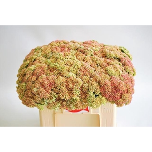 Sedum Spectabile