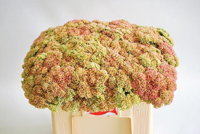 <h4>SEDUM SPECTABILE</h4>