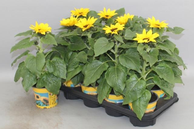 <h4>HELI SUNSATION</h4>