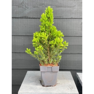 Picea glauca 'Conica' P17