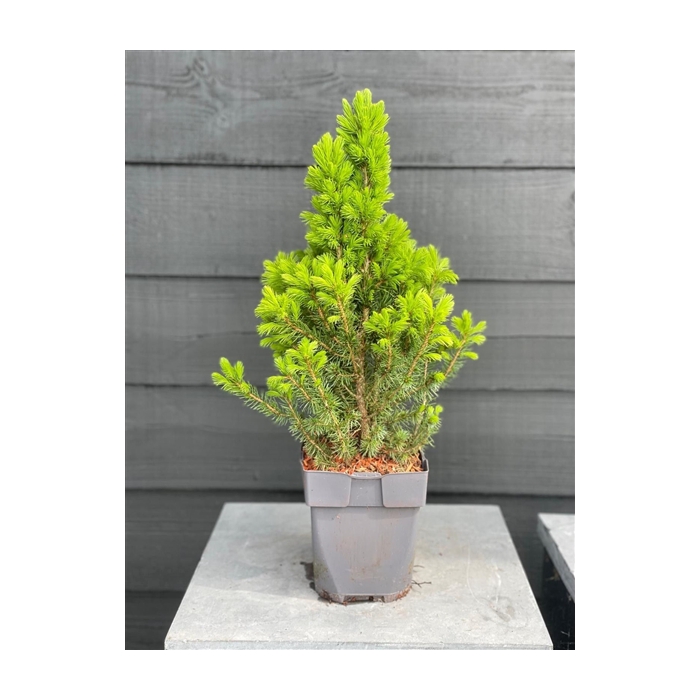 <h4>Picea glauca 'Conica' P17</h4>