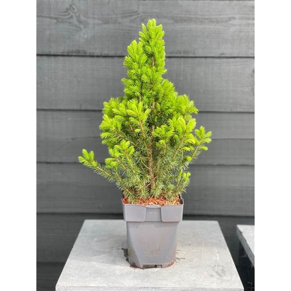 <h4>Picea glauca 'Conica' P17</h4>
