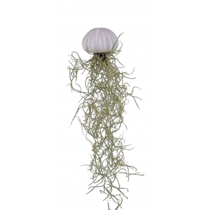 Tillandsia schelp small