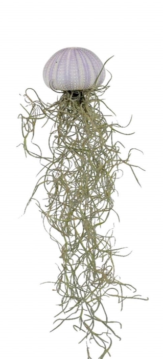 <h4>Tillandsia schelp small</h4>