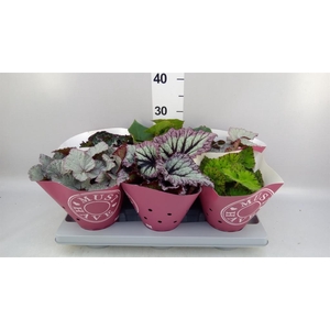 Begonia BD rex 'Beleaf'  ...mix