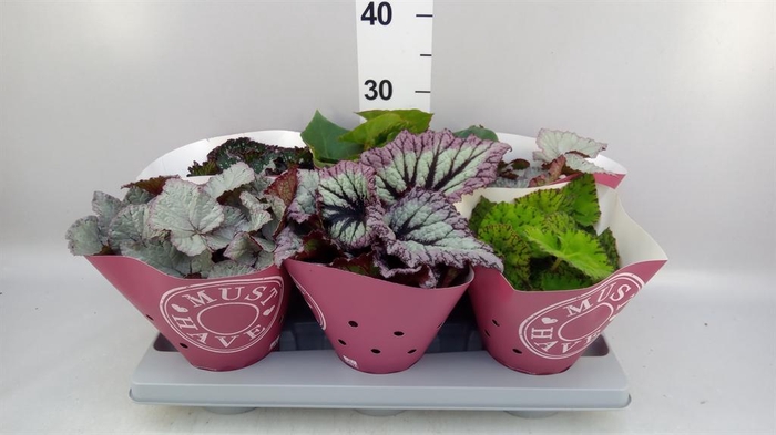 <h4>Begonia BD rex 'Beleaf'  ...mix</h4>