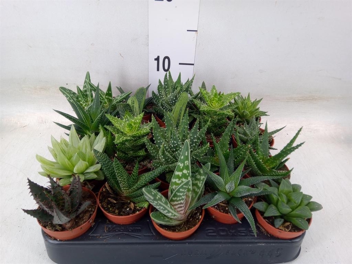 <h4>Aloe   ...mix</h4>