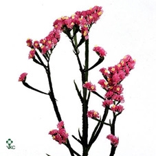 Lim Statice Barbie Wings