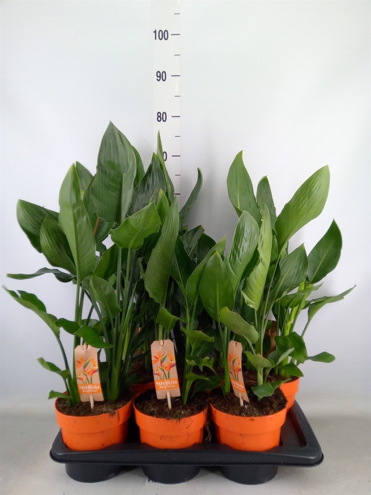 <h4>Strelitzia reg.   ...no flowers</h4>