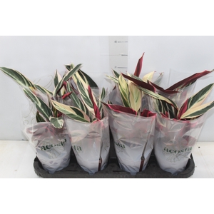 CALATHEA TRIALSTAR P12