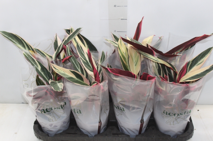 <h4>CALATHEA TRIALSTAR P12</h4>