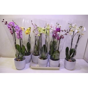 arr8 Arr Phal Gem In Keramiek