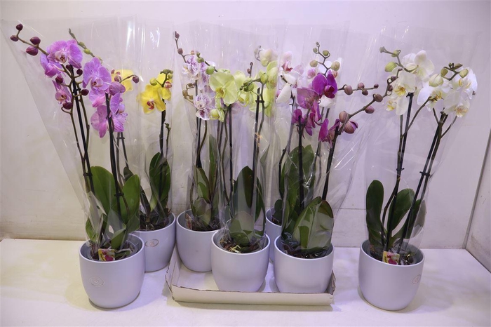 <h4>arr8 Arr Phal Gem In Keramiek</h4>