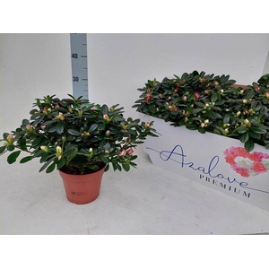Azalia mix 14Ø 30cm 32Ø