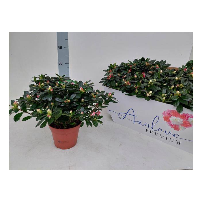 <h4>Azalia mix 14Ø 30cm 32Ø</h4>