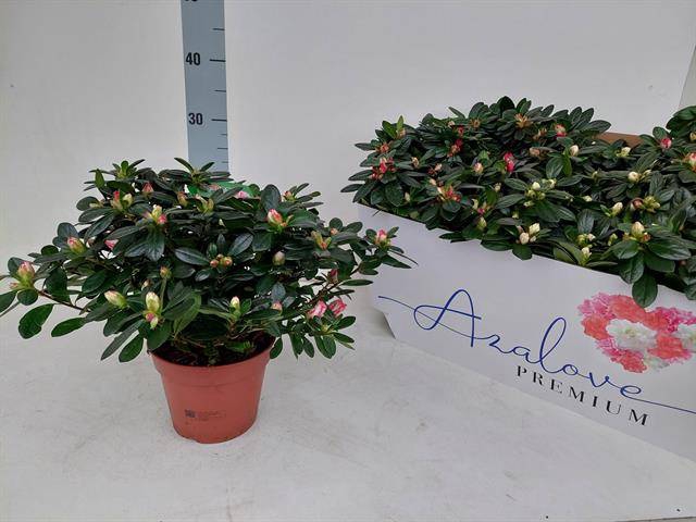Azalia mix 14Ø 30cm 32Ø
